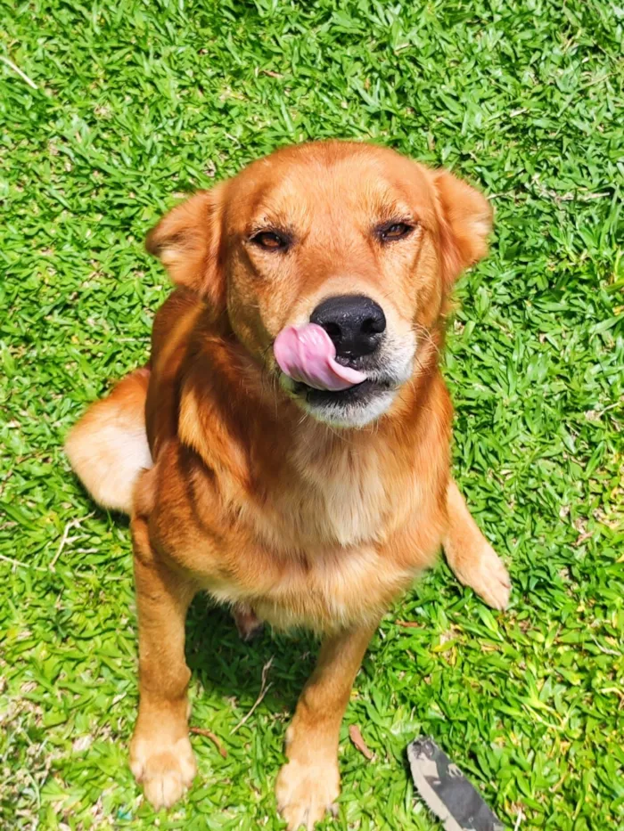 Cachorro raça SRD-ViraLata idade 5 anos nome Leon