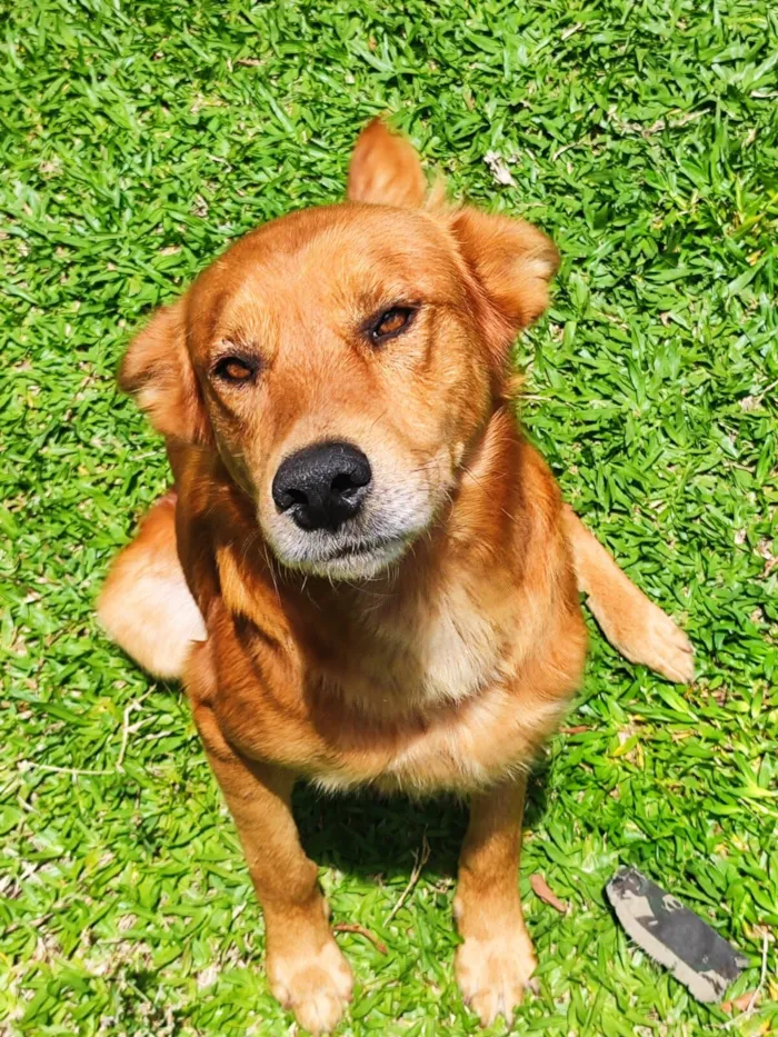 Cachorro raça SRD-ViraLata idade 6 ou mais anos nome Leon