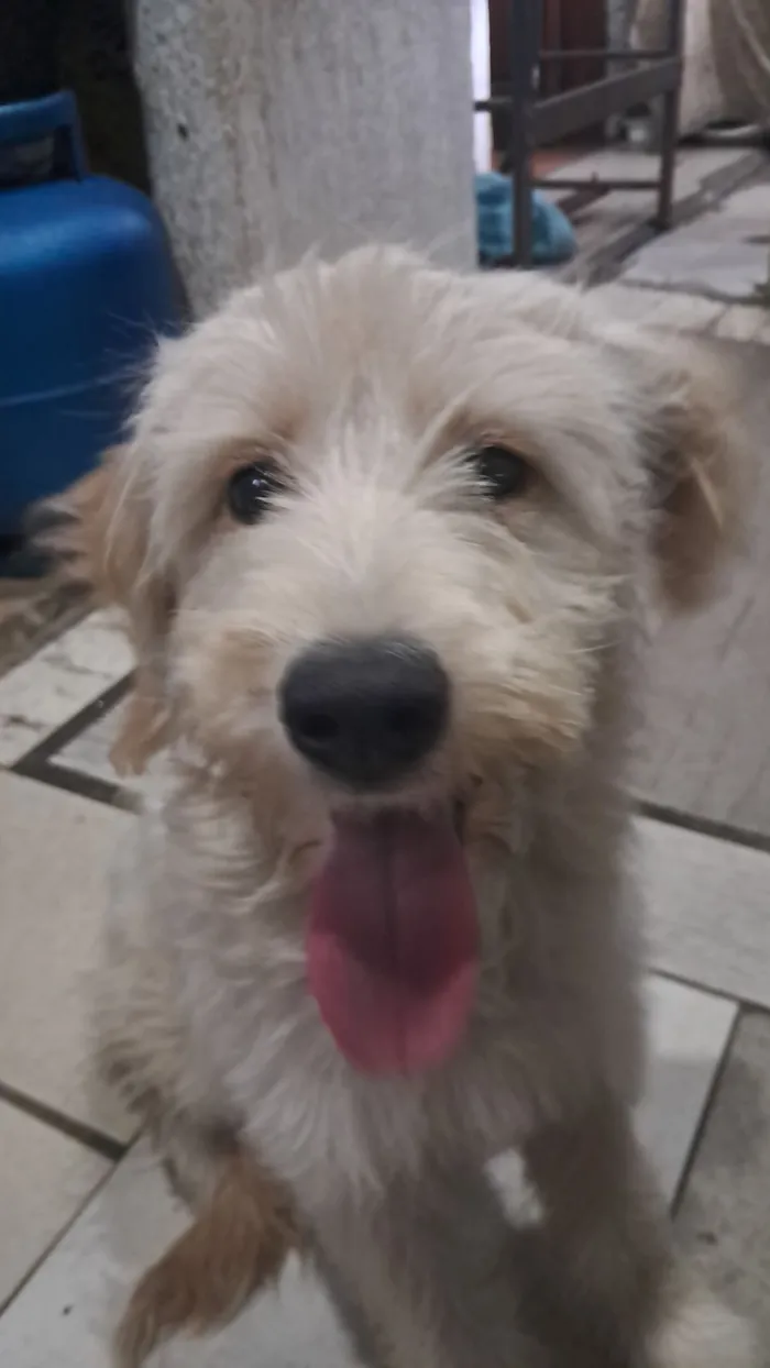 Cachorro raça SRD-ViraLata idade 2 a 6 meses nome Lola