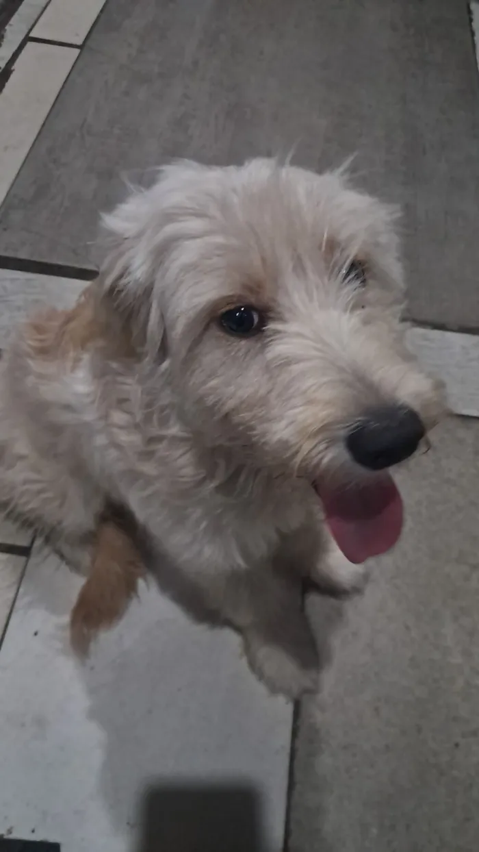 Cachorro raça SRD-ViraLata idade 2 a 6 meses nome Lola