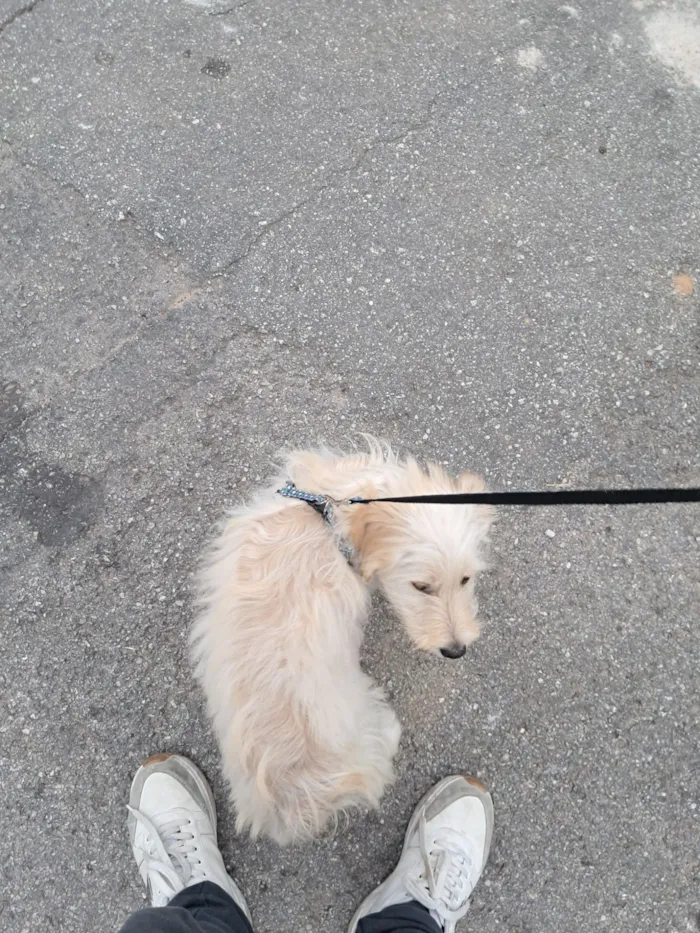 Cachorro raça SRD-ViraLata idade 2 a 6 meses nome Lola