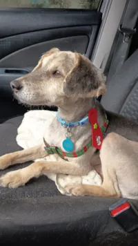 Cachorro raça SRD-ViraLata idade 6 ou mais anos nome Tom