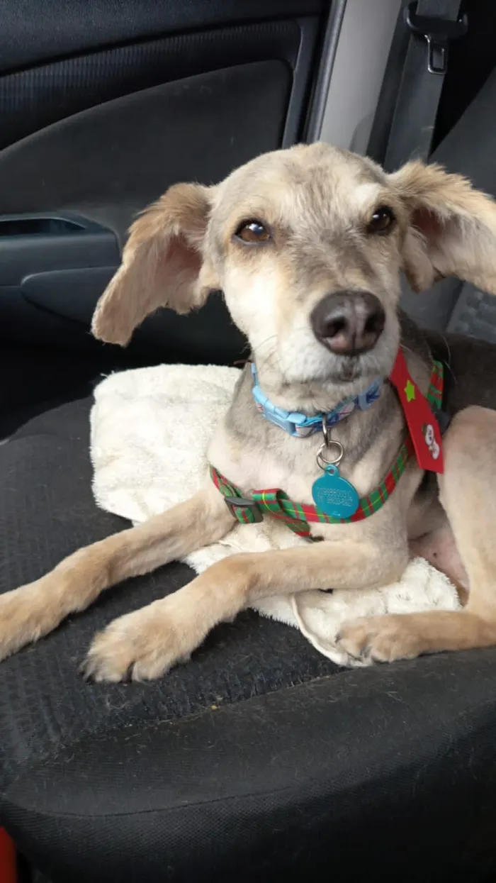 Cachorro raça SRD-ViraLata idade 6 ou mais anos nome Tom