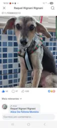 Cachorro raça SRD-ViraLata idade 6 ou mais anos nome Tom