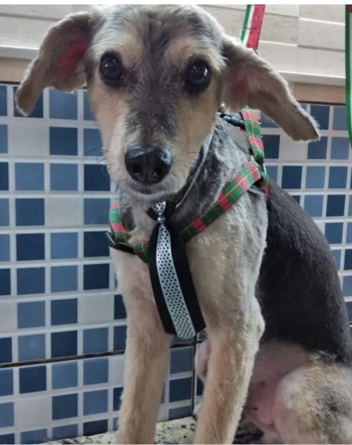 Cachorro raça SRD-ViraLata idade 6 ou mais anos nome Tom