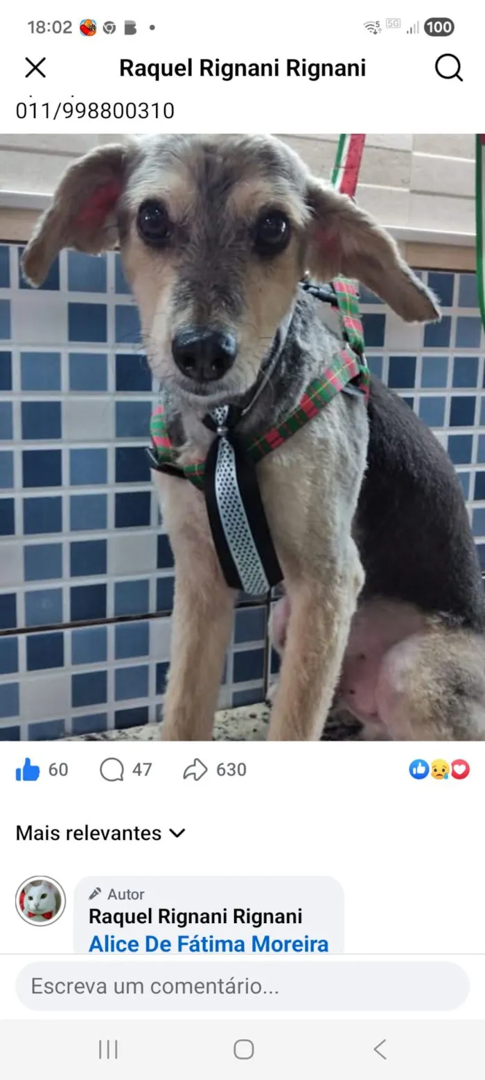 Cachorro raça SRD-ViraLata idade 6 ou mais anos nome Tom