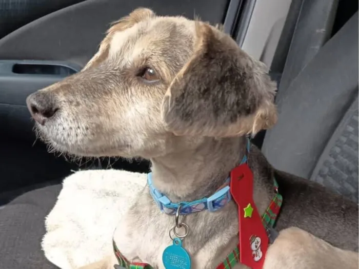 Cachorro raça SRD-ViraLata idade 6 ou mais anos nome Tom