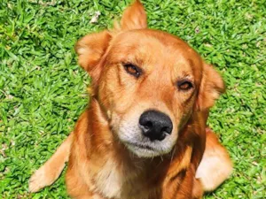 Cachorro raça SRD-ViraLata idade 6 ou mais anos nome Leon