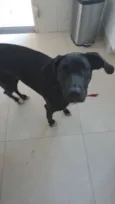 Cachorro raça SRD-ViraLata idade 1 ano nome Nix