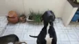 Cachorro raça SRD-ViraLata idade 1 ano nome Nix