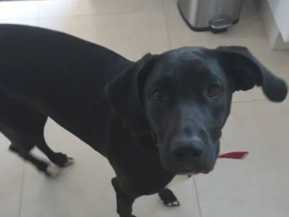 Cachorro raça SRD-ViraLata idade 1 ano nome Nix