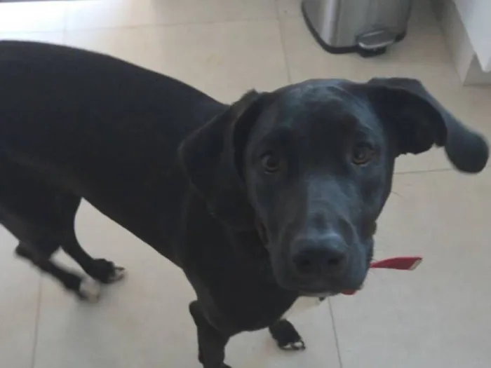 Cachorro raça SRD-ViraLata idade 1 ano nome Nix