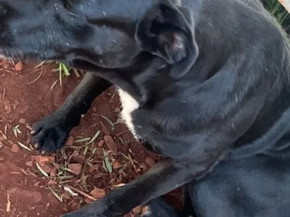Cachorro raça SRD-ViraLata idade 7 a 11 meses nome Mãe 