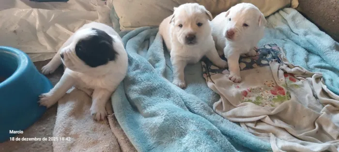 Cachorro raça SRD-ViraLata idade Abaixo de 2 meses nome 3 filhotes de 1 mês