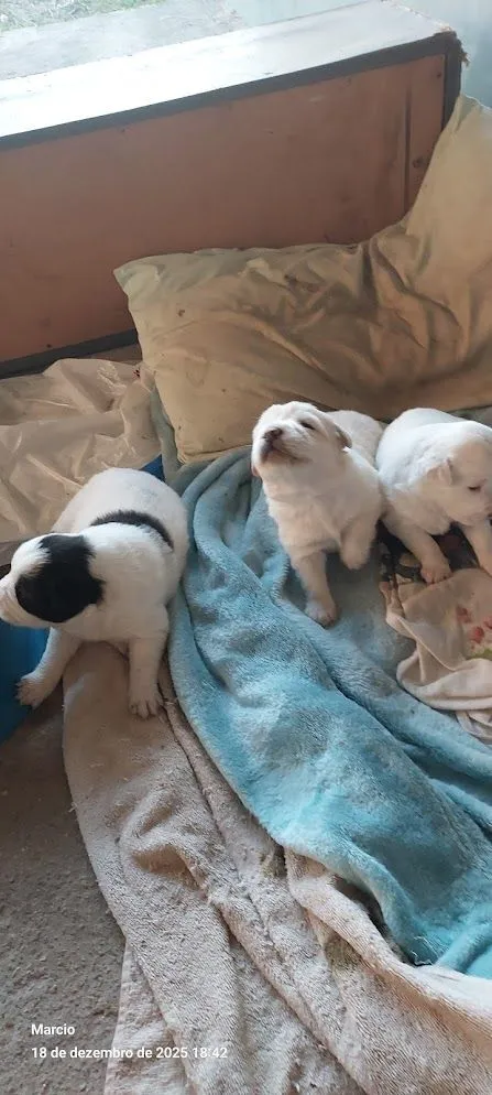 Cachorro raça SRD-ViraLata idade Abaixo de 2 meses nome 3 filhotes de 1 mês