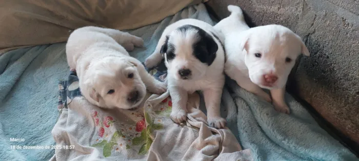 Cachorro raça SRD-ViraLata idade Abaixo de 2 meses nome 3 filhotes de 1 mês
