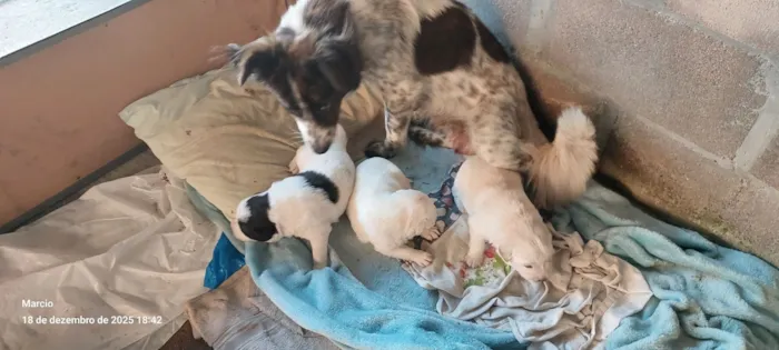 Cachorro raça SRD-ViraLata idade Abaixo de 2 meses nome 3 filhotes de 1 mês