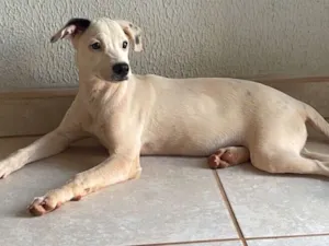Cachorro raça SRD-ViraLata idade 1 ano nome Lila