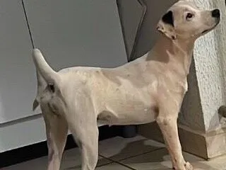 Cachorro raça SRD-ViraLata idade 1 ano nome Lila