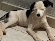Cachorro raça SRD-ViraLata idade 1 ano nome Jon