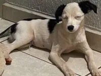 Cachorro raça SRD-ViraLata idade 1 ano nome Jon