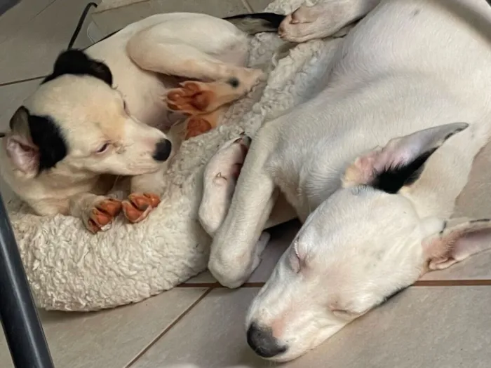 Cachorro raça SRD-ViraLata idade 1 ano nome Jon