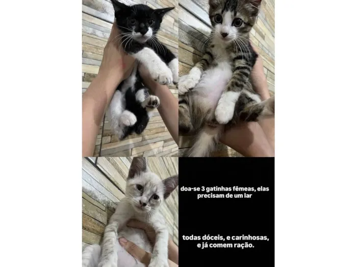 Gato raça SRD-ViraLata idade 2 a 6 meses nome Lua 