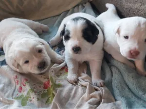 Cachorro raça SRD-ViraLata idade Abaixo de 2 meses nome 3 filhotes de 1 mês