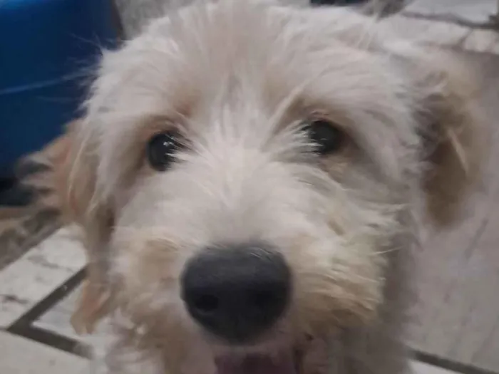 Cachorro raça SRD-ViraLata idade 2 a 6 meses nome Lola