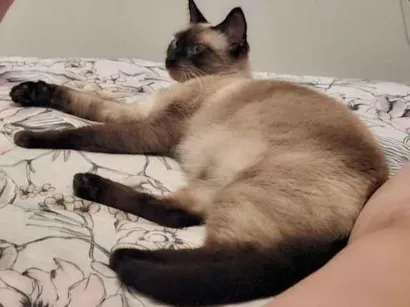 Gato raça Siamês idade 6 ou mais anos nome Evie