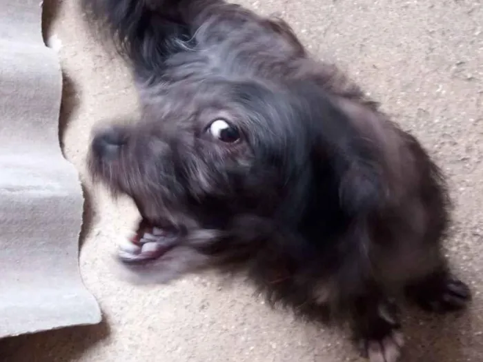 Cachorro raça Shitzu idade 1 ano nome Pretinha 