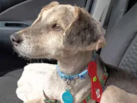 Cachorro raça SRD-ViraLata idade 6 ou mais anos nome Tom