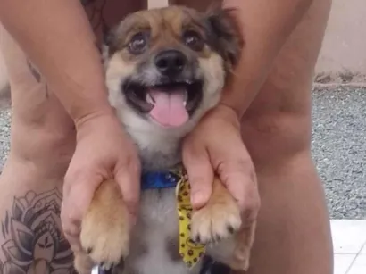 Cachorro raça SRD-ViraLata idade 1 ano nome THOR.