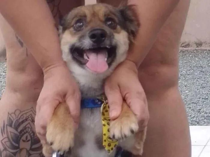 Cachorro raça SRD-ViraLata idade 1 ano nome THOR.