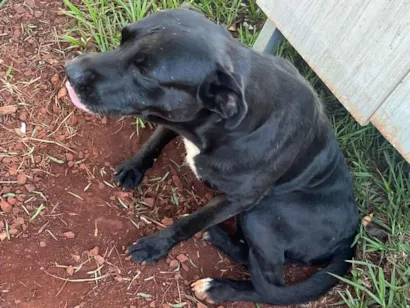 Cachorro raça SRD-ViraLata idade 7 a 11 meses nome Mãe 