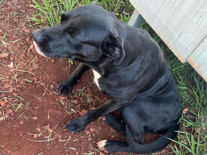 Cachorro raça SRD-ViraLata idade 7 a 11 meses nome Mãe 