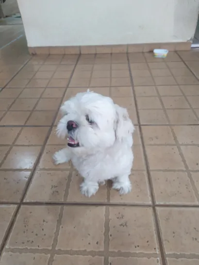 Cachorro raça Shitzu idade  nome . 