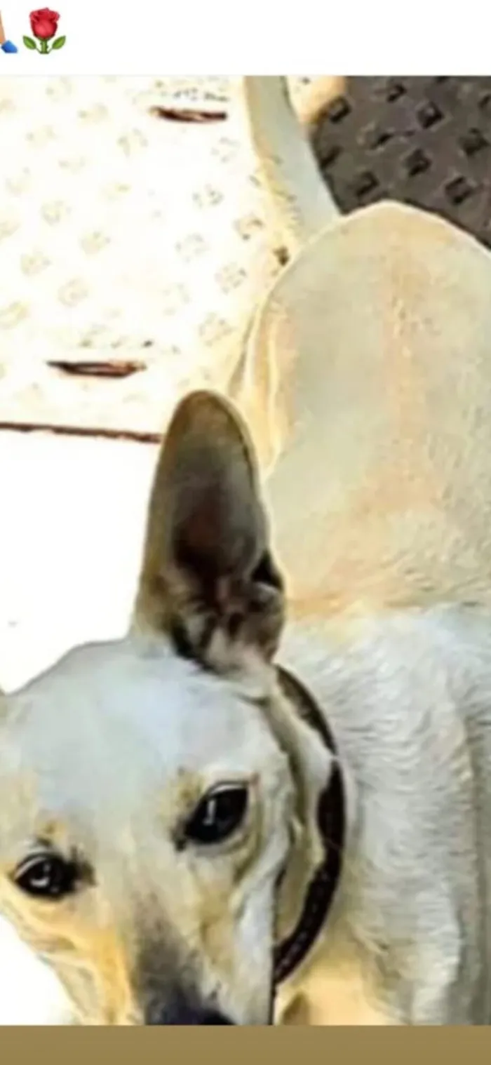 Cachorro raça SRD-ViraLata idade 4 anos nome Rex e Totó