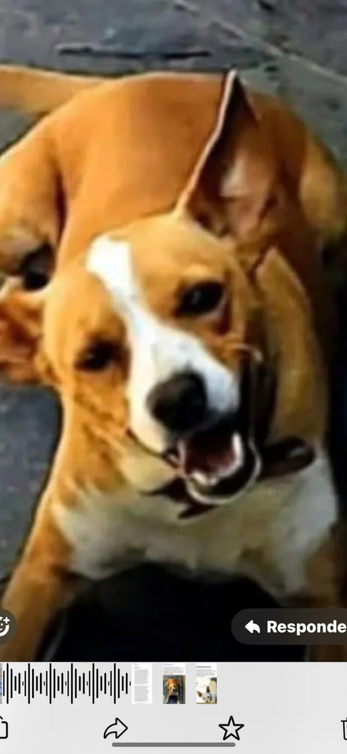 Cachorro raça SRD-ViraLata idade 4 anos nome Rex e Totó