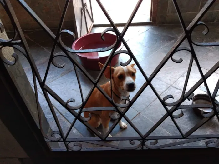 Cachorro raça SRD-ViraLata idade 4 anos nome Rex e Totó