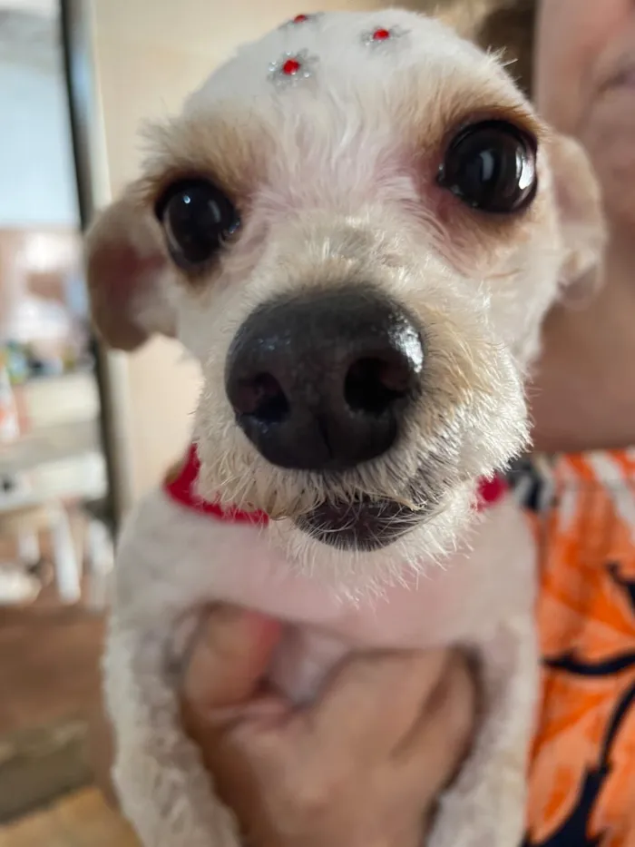 Cachorro raça SRD-ViraLata idade 6 ou mais anos nome Lilica