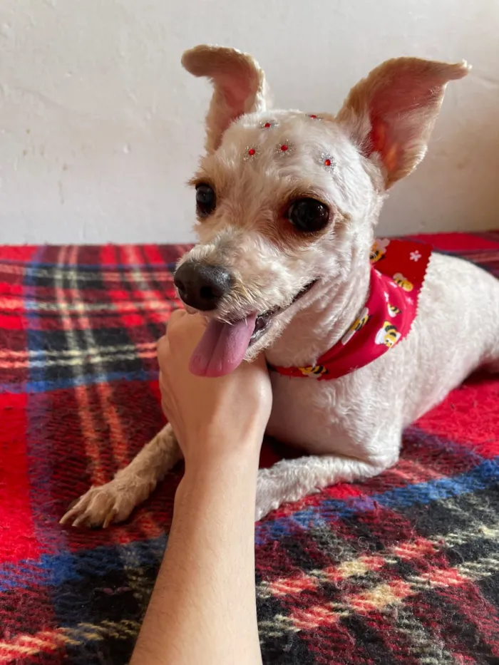 Cachorro raça SRD-ViraLata idade 6 ou mais anos nome Lilica