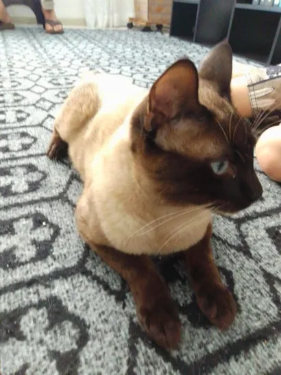 Gato raça Siamês idade 1 ano nome Mozart 