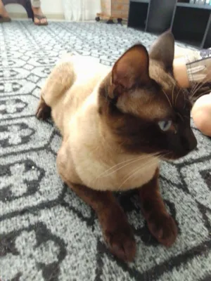 Gato raça Siamês idade 1 ano nome Mozart 