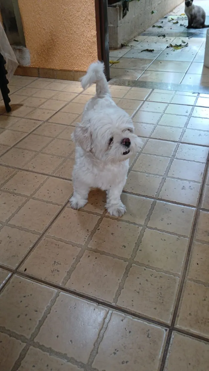 Cachorro raça Shitzu idade 1 ano nome Não sei 