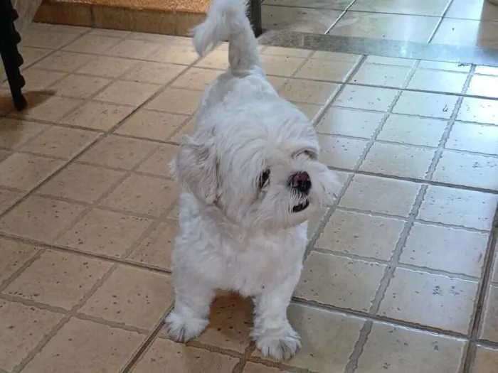 Cachorro raça Shitzu idade 1 ano nome Não sei 