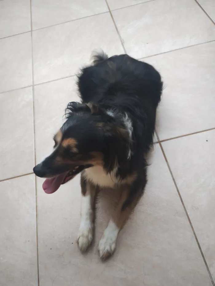 Cachorro raça SRD-ViraLata idade 6 ou mais anos nome Fox