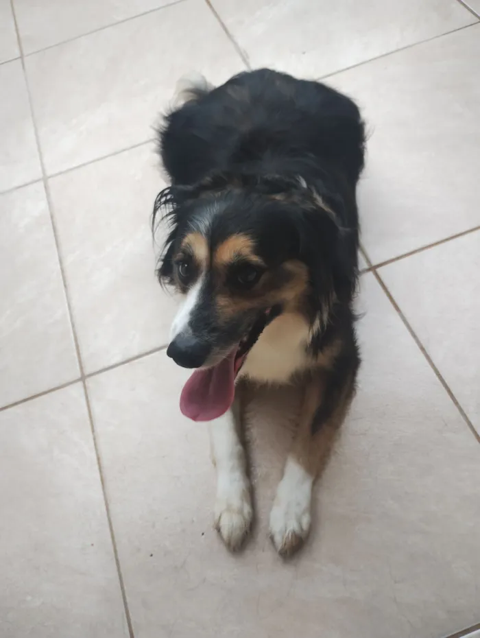 Cachorro raça SRD-ViraLata idade 6 ou mais anos nome Fox