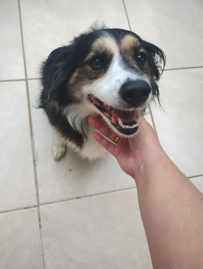 Cachorro raça SRD-ViraLata idade 6 ou mais anos nome Fox