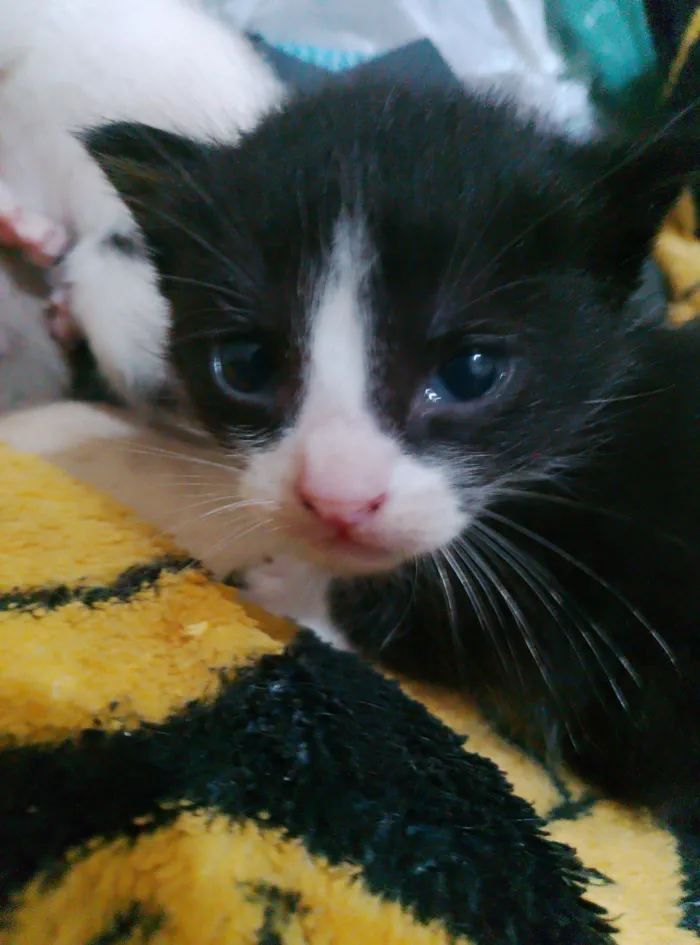 Gato raça SRD-ViraLata idade 2 a 6 meses nome ester